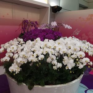 Meet your Posher, Ana